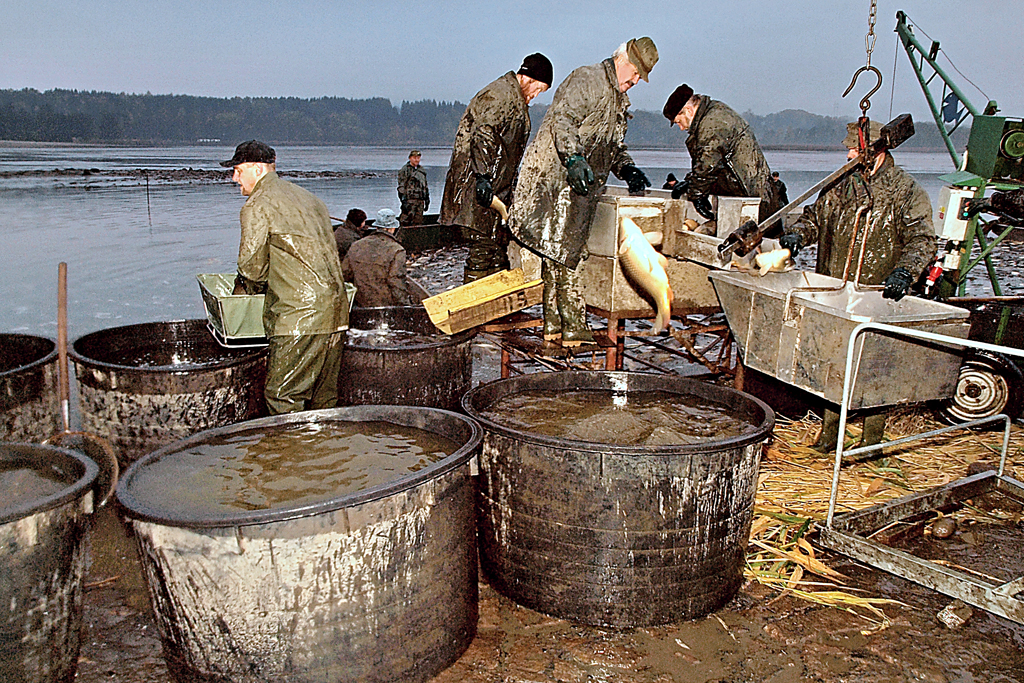 Výlov ryb | Rybářství Doksy