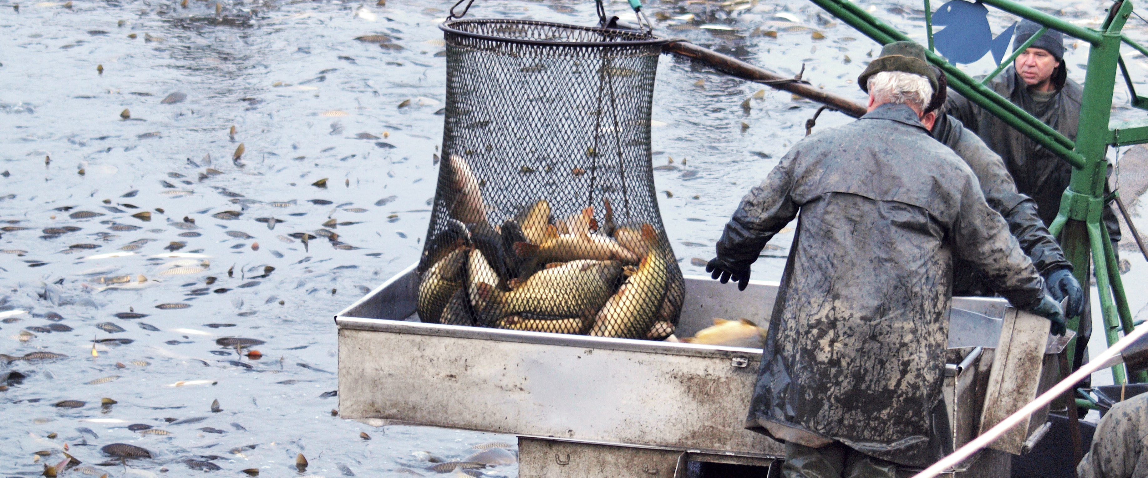 Výlov ryb | Rybářství Doksy